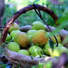 新疆库尔勒香梨5斤装 汁多渣少 商品缩略图9
