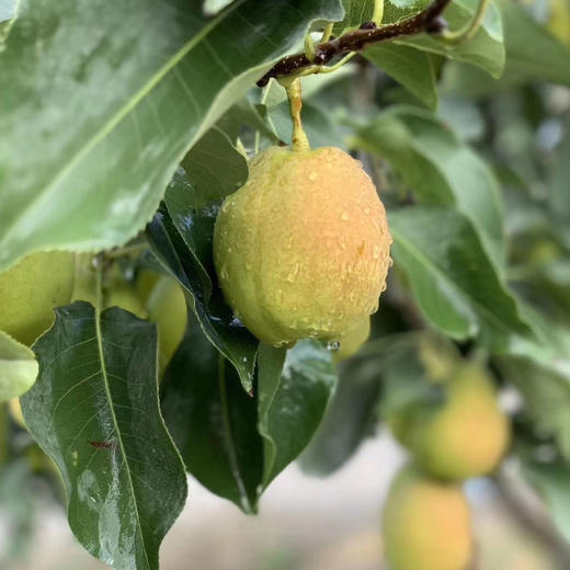 新疆库尔勒香梨5斤装 汁多渣少 商品图6