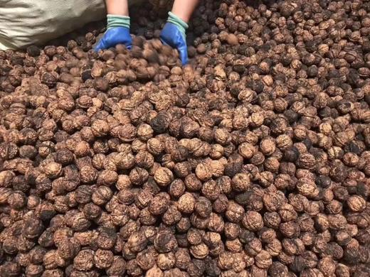 高黎贡山小麻渣山核桃高志团