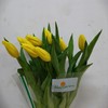 海盛郁金香-黄金-10支/扎 商品缩略图1