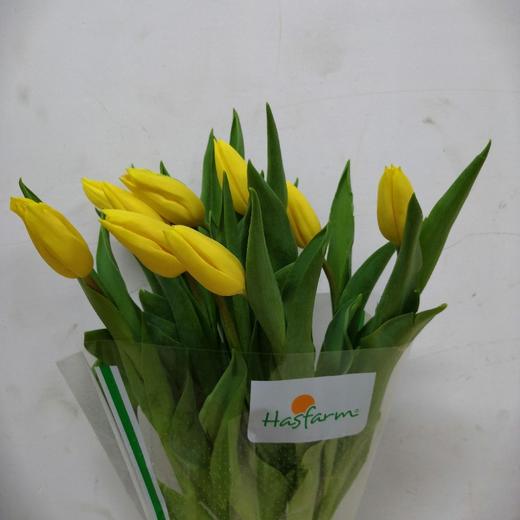 海盛郁金香-黄金-10支/扎 商品图1