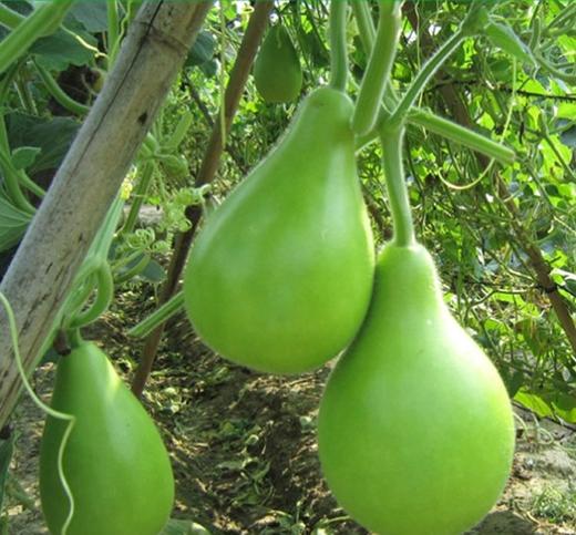 市场圆蒲瓜 商品图0