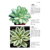 700种多肉植物原se图鉴 第二版 商品缩略图6