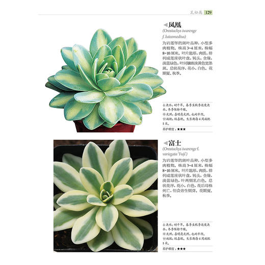 700种多肉植物原se图鉴 第二版 商品图6