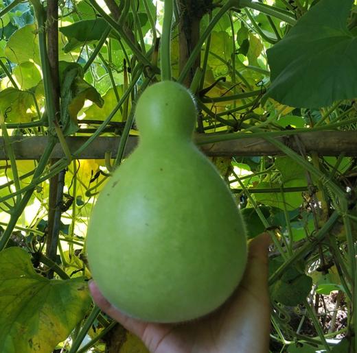 市场圆蒲瓜 商品图1