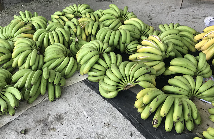 庆安县香蕉图片