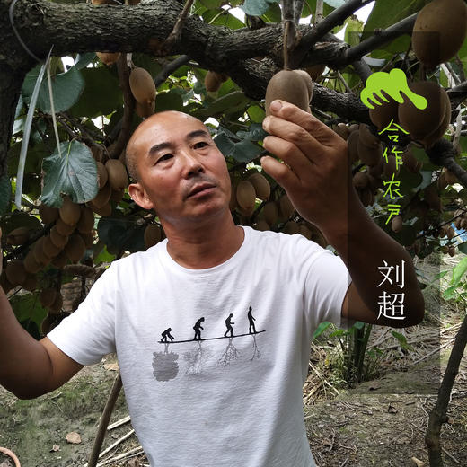 生态黄金猕猴桃 | 合作生产 * Eco-Golden kiwi | Coproduction 商品图3