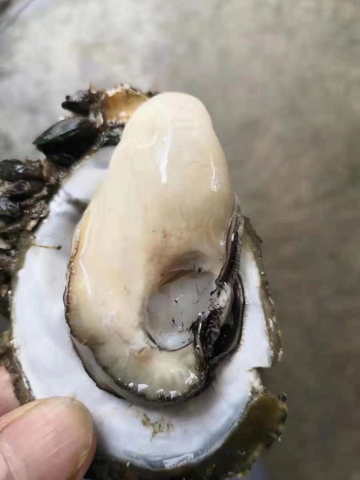 钦州生蚝钦州生蚝4斤装南宁同城快环内发货小蚝中蚝