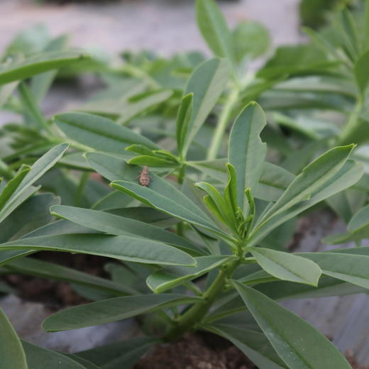 有机人参菜 | 绿家自产* Organic Ginseng | Self-production 商品图1