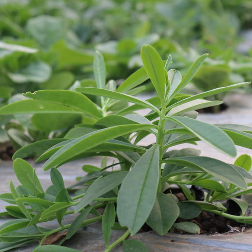 有机人参菜 | 绿家自产* Organic Ginseng | Self-production 商品图0