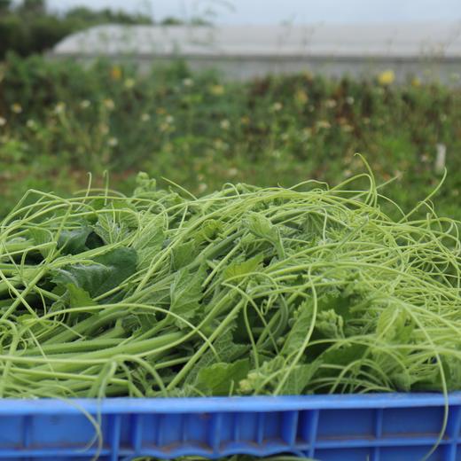 生态南瓜苗 | 绿家自产* ecological pumpkin seedling | Self-production 商品图1