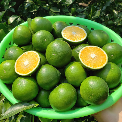 惊爆10元7斤宜昌早熟青皮橘子桔子水果