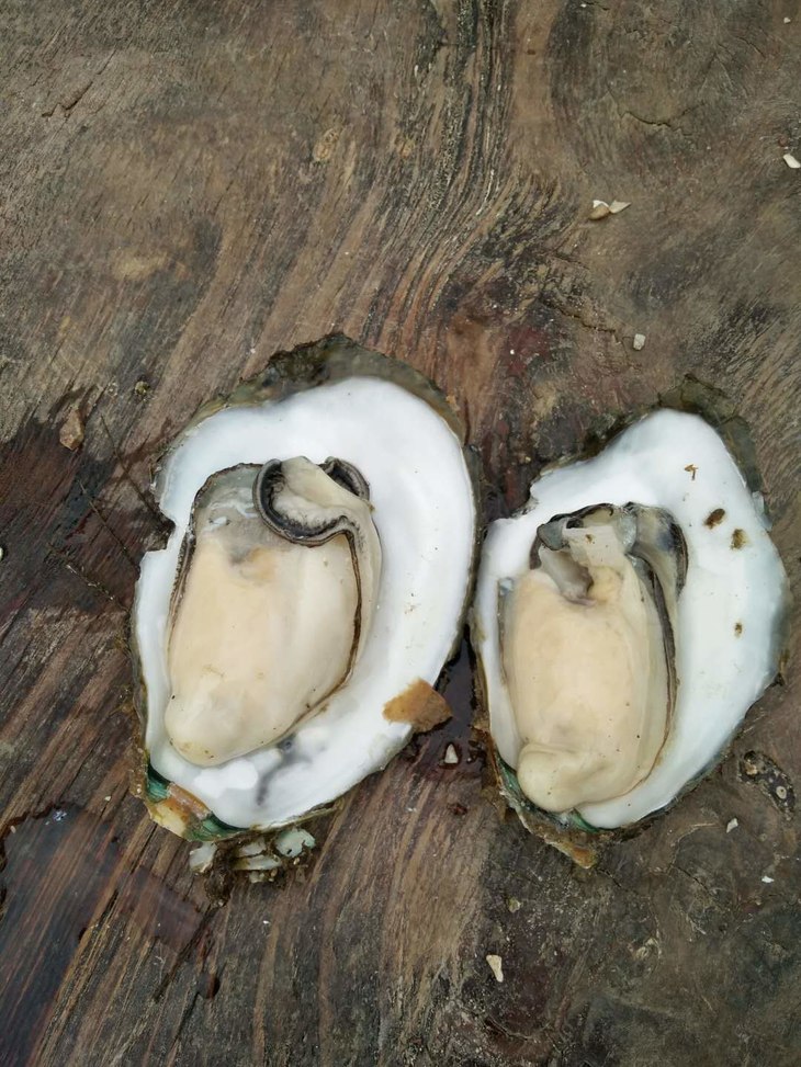 钦州生蚝钦州生蚝4斤装南宁同城快环内发货小蚝中蚝