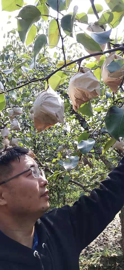 2025山西运城酥梨 多规格 顺丰包邮 商品图5