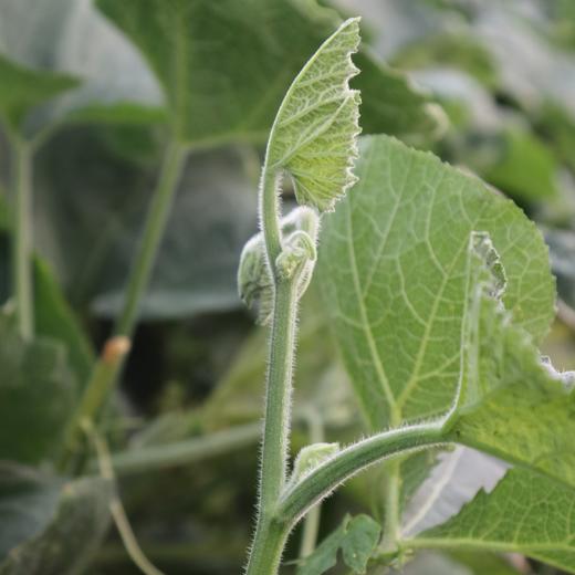 生态南瓜苗 | 绿家自产* ecological pumpkin seedling | Self-production 商品图0