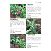 700种多肉植物原se图鉴 第二版 商品缩略图3