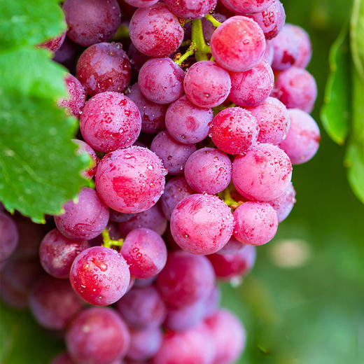 火焰无核玻璃翠葡萄4斤件