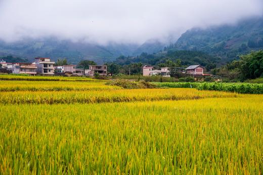 11月7号出发（从化）：桂峰村秋色（"小恭城"柿子红火挂枝头，"小龙脊"梯田稻浪涛涛） 商品图5