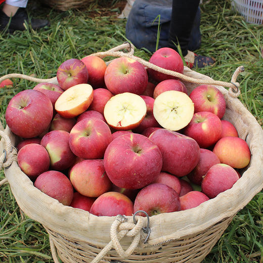 【四川盐源县】大凉山糖心苹果(红将军)| 高原糖心 脆爽多汁 果味浓厚