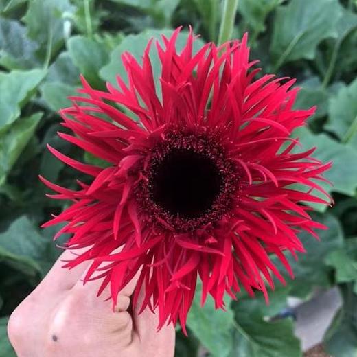 非洲菊·拉丝（红色） 商品图0