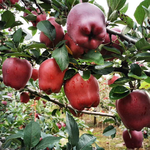 甘肃正宗礼县花牛苹果 4-5斤±2两 商品图9