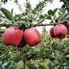 甘肃正宗礼县花牛苹果 4-5斤±2两 商品缩略图8