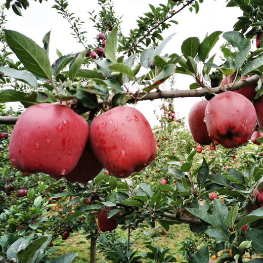 甘肃正宗礼县花牛苹果 4-5斤±2两 商品图8