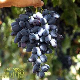 新疆黑美人葡萄4斤装买两件自动赠送一份薰衣草干花