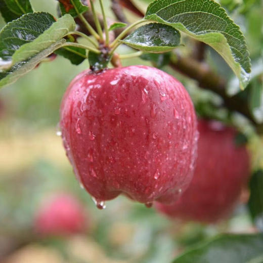 甘肃正宗礼县花牛苹果 4-5斤±2两 商品图2