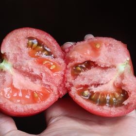 生态西红柿（试吃装） | 合作生产*Eco-tomato | Coprodution