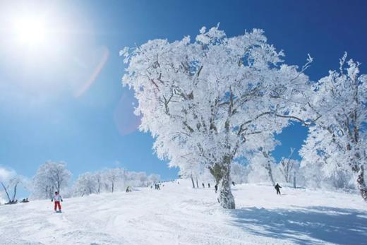 【24/25雪季圣诞】12月24日-12月29日，6天5晚畅滑志贺雪场，与SPADERS黑桃相约志贺高原！！ 商品图1