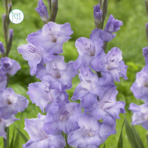 【整把价】荷兰进口剑兰浅紫色(10枝),江浙沪皖顺丰包邮! - 花钰