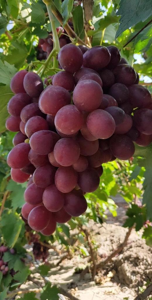 空运现货新疆沙漠新玉葡萄