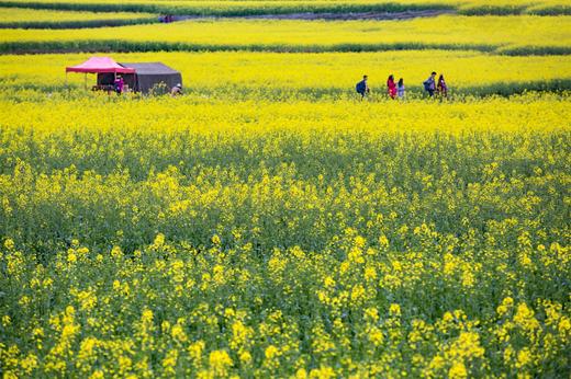 2.10/17确定出发【行摄云南花海】元阳梯田、东川红土地、罗平油菜花海七天摄影团 商品图0