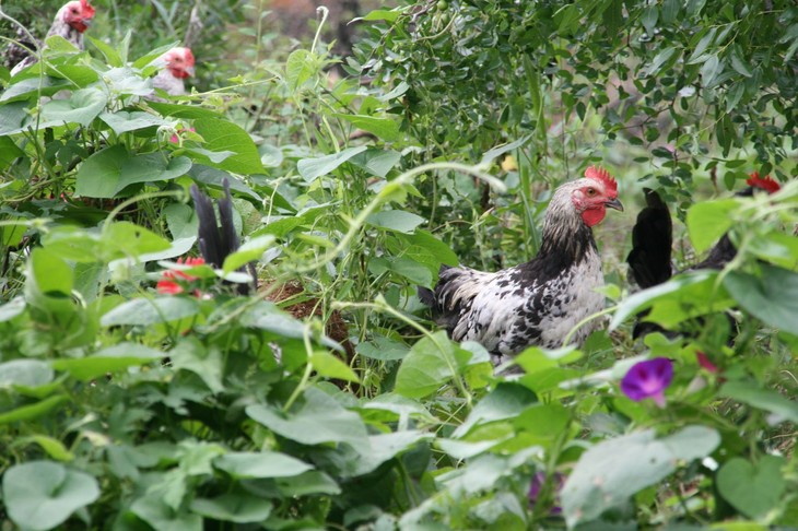 鹊山鸡处理后深山原生态养殖