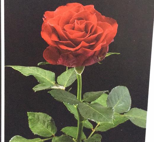卡马拉玫瑰图片