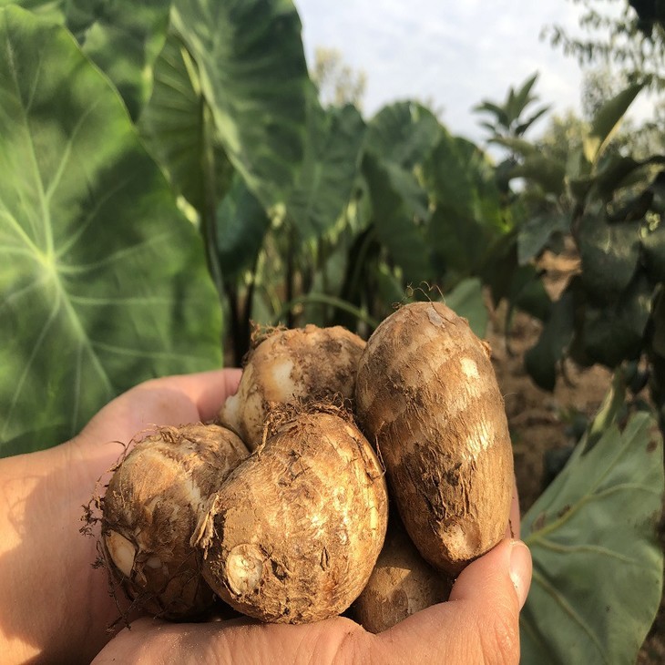 【芋罢不能】山东新鲜牛奶芋头5斤 紫尖芋头 亚布力当季生鲜水果蔬菜