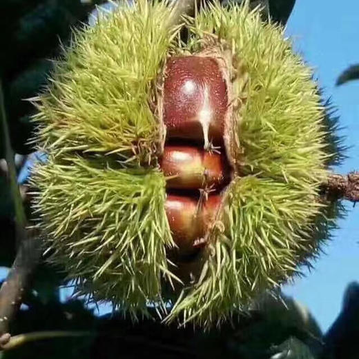 板栗🌰严选迁西出口级板栗，颗颗精选，粒粒金黄，香，甜，粉，糯！！！😋 好吃到停不下来。 商品图8