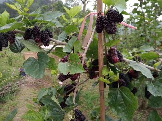 桑葚米酒  三年陈酿 无添加 桑葚酿造  35度左右 商品图1