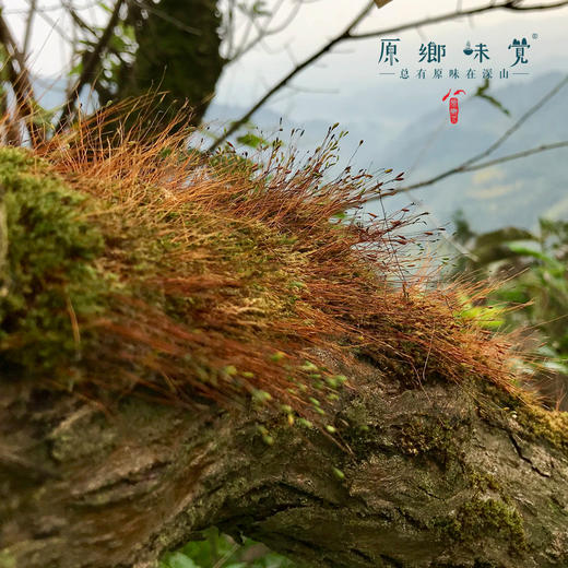 生态绿心猕猴桃（成都仓库-顺丰包邮） |  多种规格，来自四川都江堰中峰寺，生产者：真如师父，静师父【合作生产，公平贸易】 商品图7