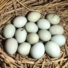 深山散养全绿壳土鸡蛋（30枚单个重40g-45g) 商品缩略图3