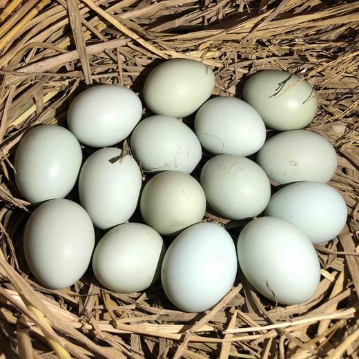 深山散养全绿壳土鸡蛋（30枚单个重40g-45g) 商品图3
