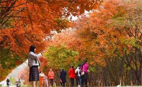 11月5日【郴州】桂阳红枫、仰天湖秋色，高椅岭三天摄影