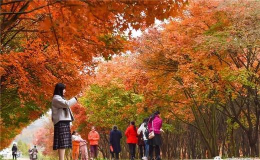 11月5日【郴州】桂阳红枫、仰天湖秋色，高椅岭三天摄影 商品图0