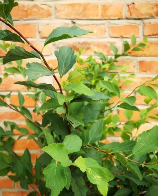 小手球叶若干枝扎