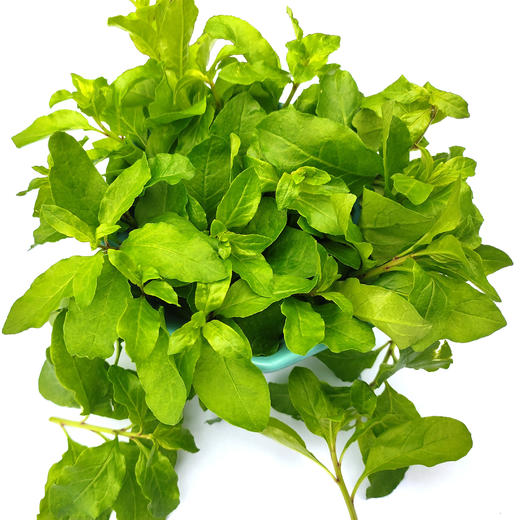 枸杞芽 商品图1