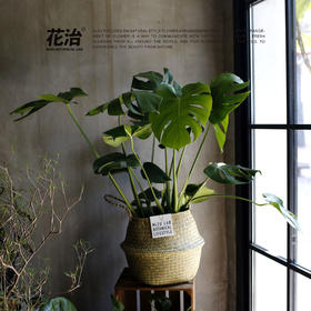 Monstera / 龟背竹 / 北京市内闪送