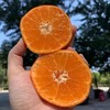 【南非沃柑】8个/约2斤，橘柑味道浓，基本无酸 商品缩略图1