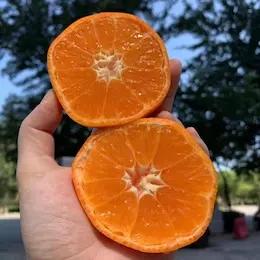 【南非沃柑】8个/约2斤，橘柑味道浓，基本无酸 商品图1