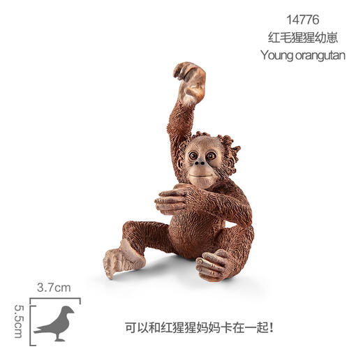思乐 红毛猩猩幼崽SCHC14776 商品图0